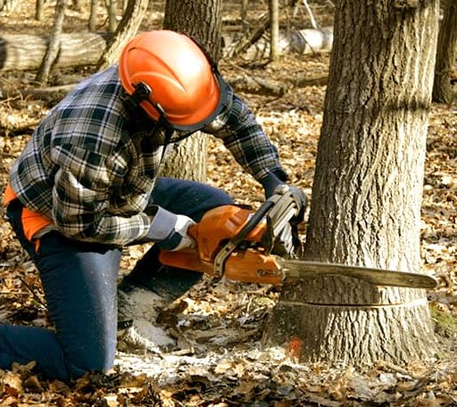 Tree Removal in Bock, MN